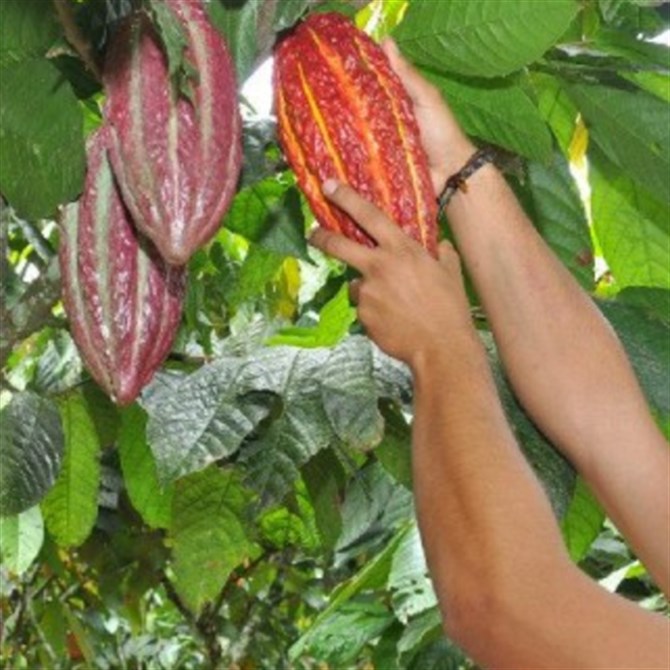 cacao-ecuador
